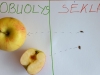 rudens-geryb-2