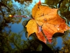 autumn_by_kojnyciuke